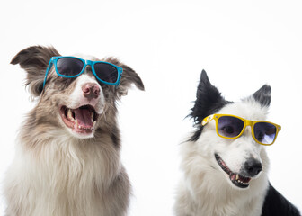 Ensaio Pet border collie