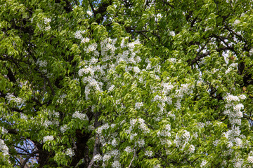 Obraz na płótnie Canvas A beautiful fruit tree blooming with white flowers on a blue sky background in spring.