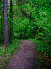 narrow tourist hiking trail in forest