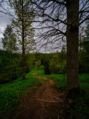 narrow tourist hiking trail in forest
