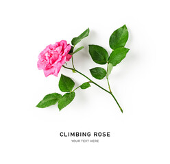 Climbing rose with stem and leaves.