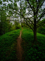 narrow tourist hiking trail in forest