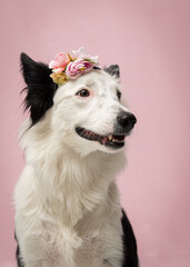 Ensaio Pet border collie