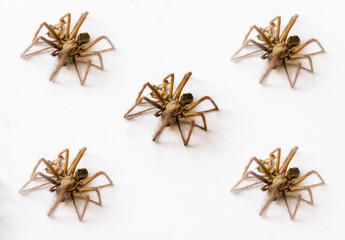 Large spiders on a white background.