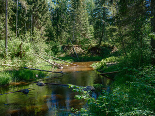 countryside forest river in summer with high grass and foliage