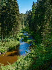countryside forest river in summer with high grass and foliage