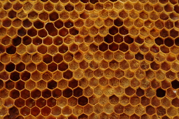 Pszczelarstwo - obrazy, fototapety, plakaty