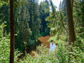 countryside forest river in summer with high grass and foliage