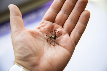 Obraz premium A large spider in the palm of a man's hand.