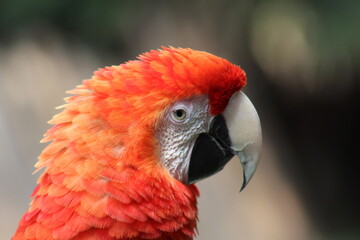 Guacamaya roja 