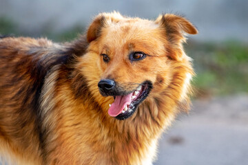 Brown shaggy dog with open mouth on blurred background