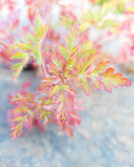 colorful sprin leaves shining bright in sunlight