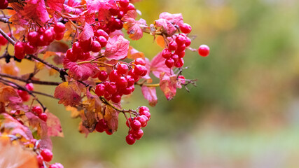 Viburnum bush with red berries on a blurred background