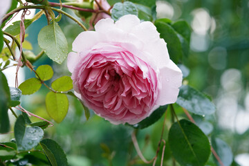 Rose, Wedgewood Rose