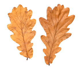 Two oak autumn dry leaves on a white blurred background