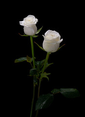 Two white roses on a black background