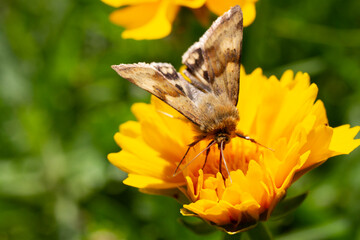 falena comne su fiore giallo