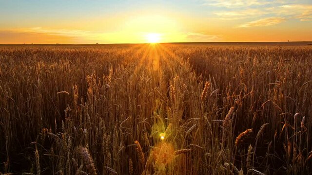 Ripe wheat ears shining in a morning sunbeams. Vertical crane shot of a ripe plantation at dawn.