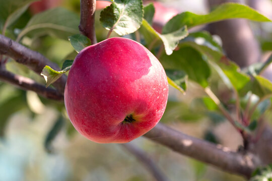 Red ripe apple on a tree in sunny weather