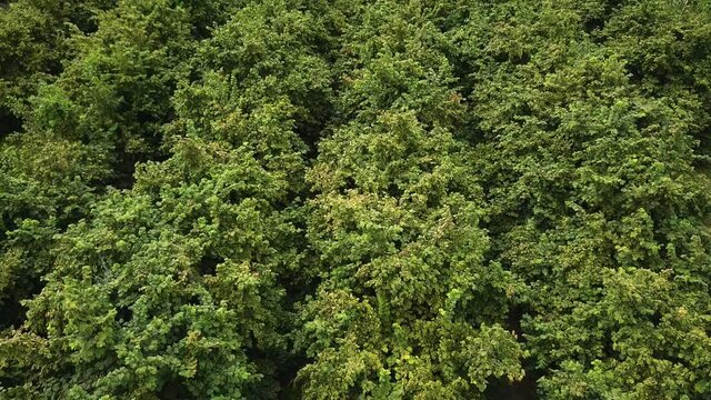 Drone above Walnut trees