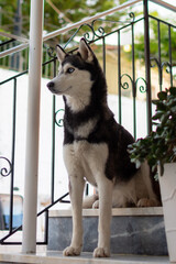 Young Siberian husky dog 