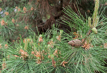 Young cones on the Pinia pine. Mediterranean pine or Italian pine.