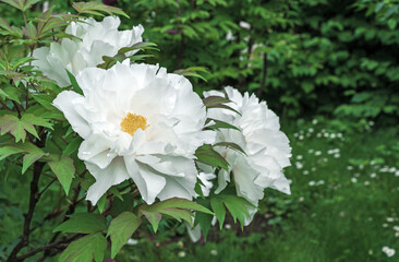 White flowers of peonies with green foliage. Blooming peonies.