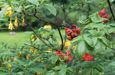Closed bud of red rhododendron. The beginning of flowering of rhododendrons.