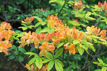 Orange flowers of Japanese rhododendron, azalea in the spring garden.