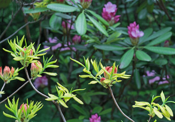 Closed bud of pink rhododendron. The beginning of flowering of rhododendrons.