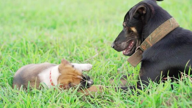 Two dogs playing together so cute It's a mother-daughter relationship.