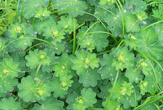 Leaves and inflorescences of alchemilla or common cuff with water drops.