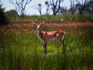 Safari in Moremi Game Reserve in Botswana, wild deer. 