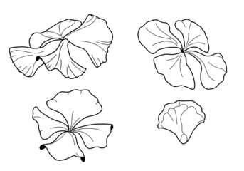 Four leaf clover drawn by hand with 4 realistic plants one of them still being born. Saint Patrick's day. Vector botanical illustration.
