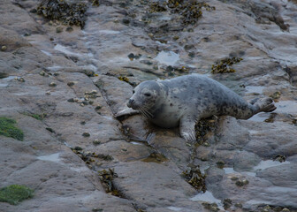 Grey Seal on rocks on the coast of Northumberland, England, UK.
