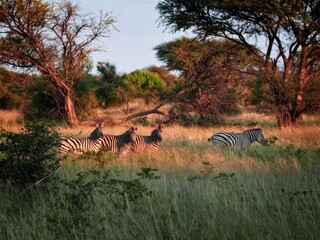 Four zebras  on the safari 