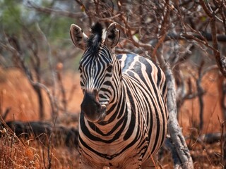 Zebra in the African safari