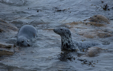 Grey Seals on the rocks of St Marys Island, Whitley Bay on the North East coast of England UK.