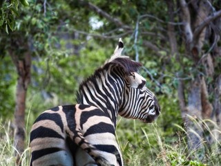 Fototapeta na wymiar Zebra in the African safari