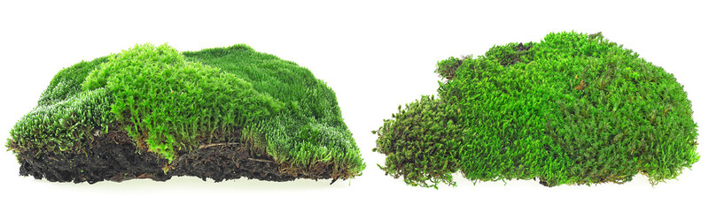 Set of green moss. Two pieces of green moss isolated on a white background. Moss on soil.