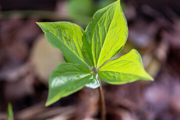 A small tree in the forest with four faces. Under the sun.