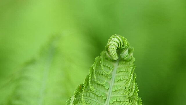 Close up fresh fern frond over green background