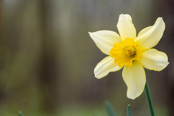 Spring flower of yellow daffodil in the woods.