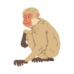 Monkey as Arboreal Herbivorous Ape in Sitting Pose Vector Illustration
