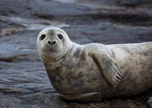 Grey Seal On Rocks On Coast Of Northumberland, England, UK.