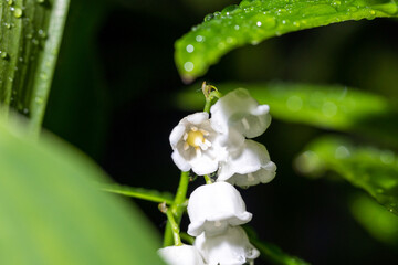 Snow-white lilies of the valley in a dark forest. After the rain.