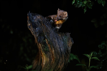 European pine marten (Martes martes), also known as the pine marten or the european marten, searching for food in the forest at night in Drenthe in the Netherlands