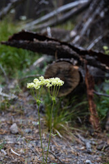 White wildflower close-up