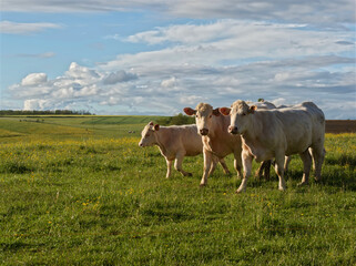 Obraz premium Cows in the green field are the illustration of France backcountry with colors of Spring