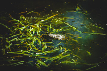 Frosch der in einem See sitzt